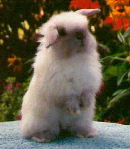 awwwbunniies.jpg